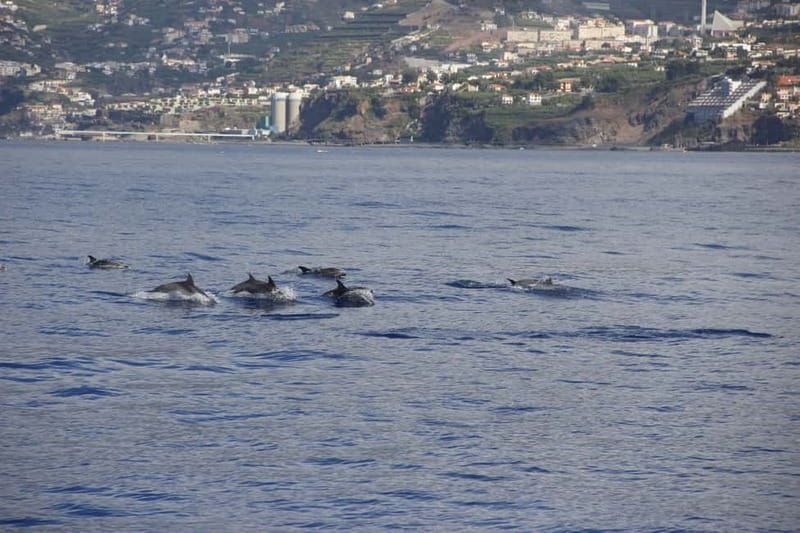 Funchal:Hop-on Hop-off Bus & Whale & Dolphin boat Excursion - Fajã do Cabo Girão and the swimming break