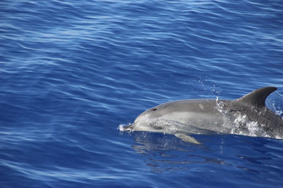 Funchal:Hop-on Hop-off Bus & Whale & Dolphin boat Excursion - How to use the two days wisely
