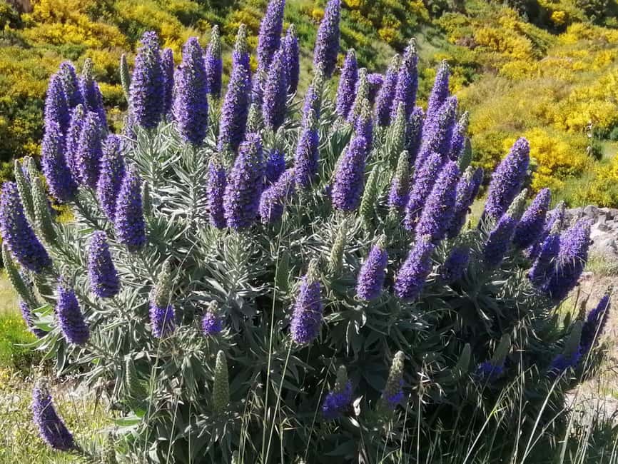 Funchal: Nuns Valley Easy Walk with Mountain Surroundings - Why Nuns Valley is worth your morning or afternoon