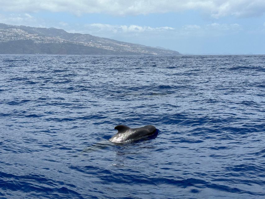 Funchal: RIB Whale Watching Cruise and Optional Dolphin Swim - How the $61 Price Compares With the Experience