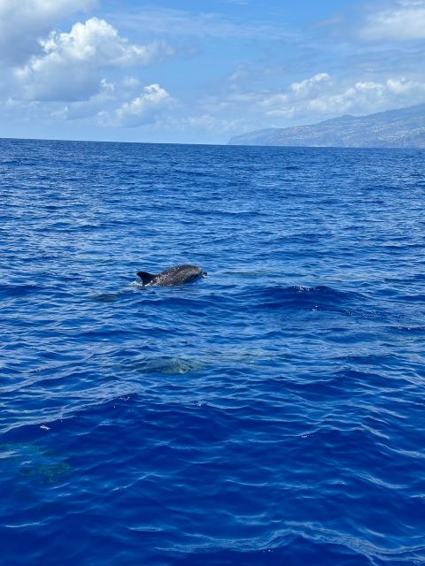 Funchal: RIB Whale Watching Cruise and Optional Dolphin Swim - What to Wear and Bring for the Open Sea