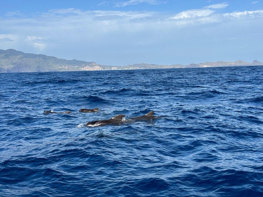 Funchal: RIB Whale Watching Cruise and Optional Dolphin Swim - Leaving Funchal Harbor With the Coast in View