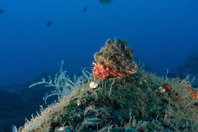 Funchal: Scuba Diving Experience for Beginners - The ocean session reaches a shallow private reef