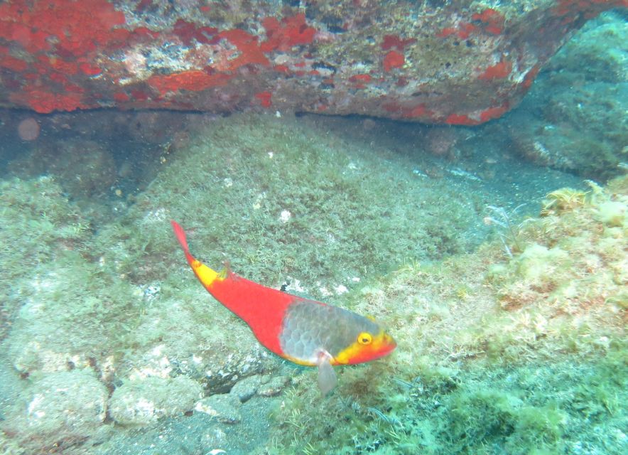 Funchal: Scuba Diving Experience for Beginners - Who will enjoy this most