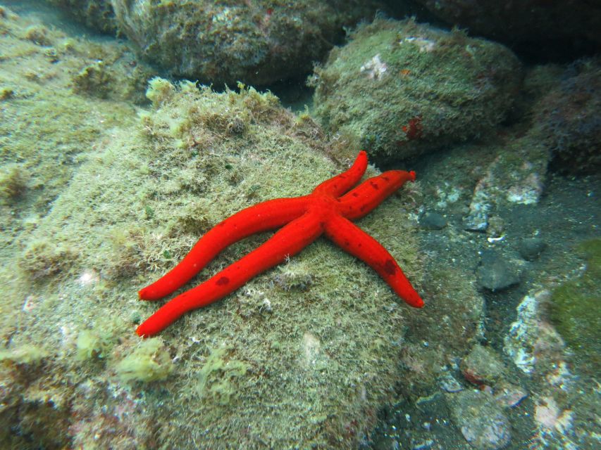 Funchal: Snorkeling Adventure in Eco-Park / Shore or by Boat - Option two: the guided boat trip