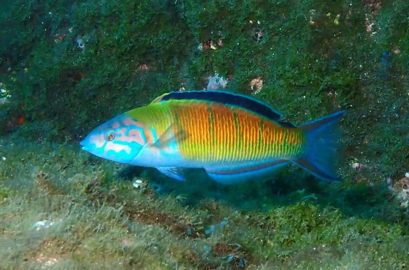 Funchal: Snorkeling Adventure in Eco-Park / Shore or by Boat - Water temperature, sea conditions, and comfort