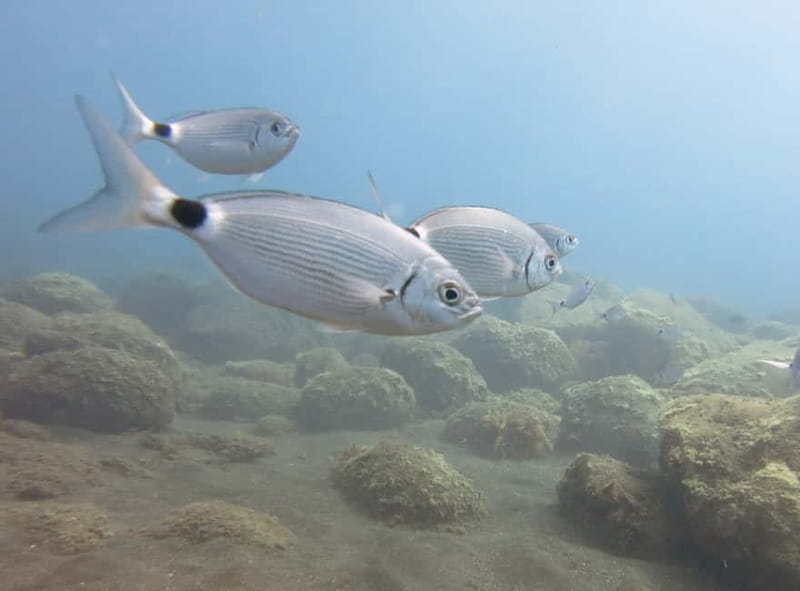 Funchal: Snorkeling Adventure in Eco-Park / Shore or by Boat - Who will enjoy this most?