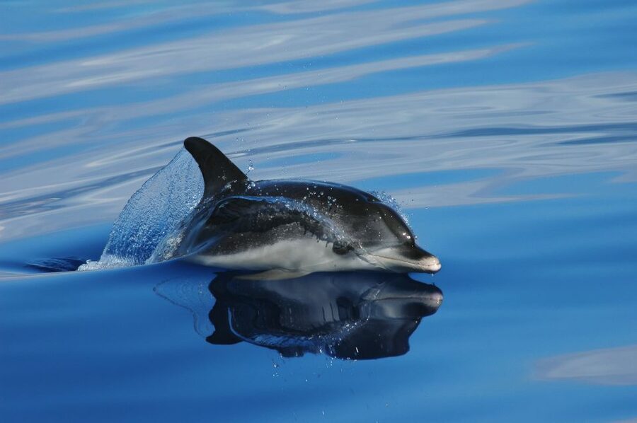 Funchal: Whale and Dolphin Watching Speed Boat Tour - Key points to know before booking
