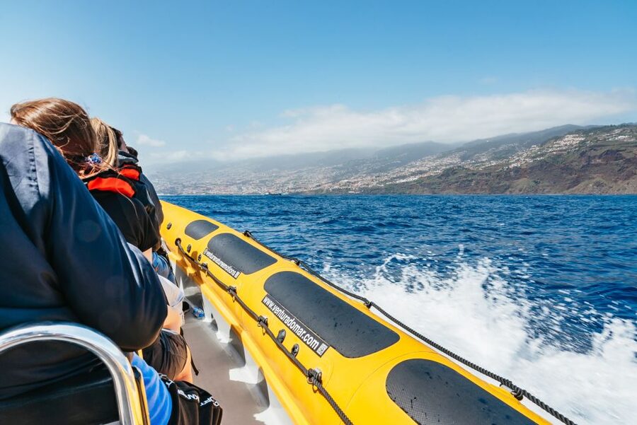 Funchal: Whale and Dolphin Watching Speed Boat Tour - Should you book the Funchal speed boat tour?