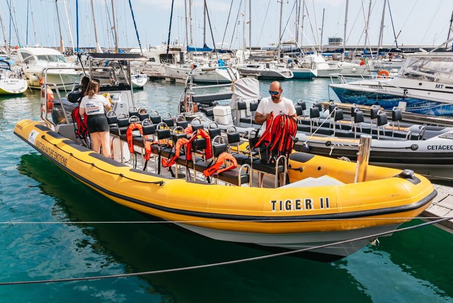 Funchal: Whale and Dolphin Watching Speed Boat Tour - Finding dolphins and whales in open water