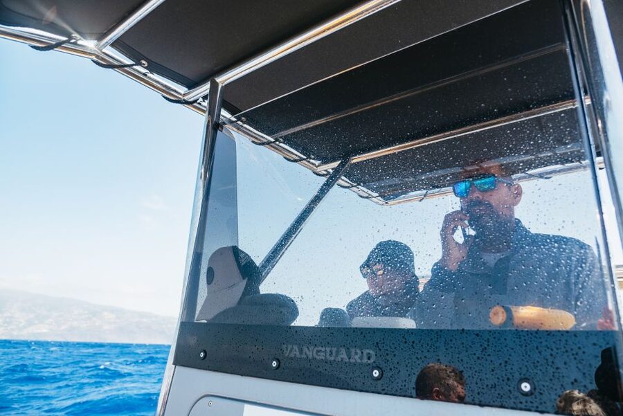 Funchal: Whale and Dolphin Watching Speed Boat Tour - Is $56 good value?