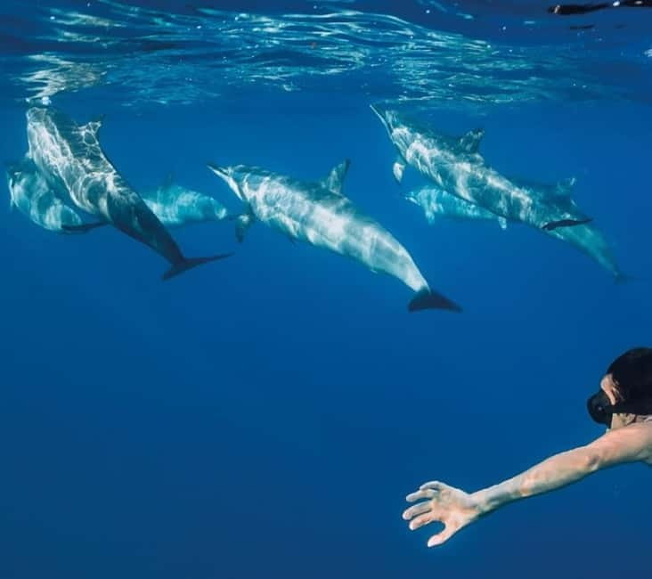 Funchal: Whale Watching and Swimming with Dolphins Cruise - Key points to know before you book
