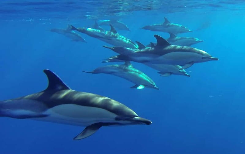 Funchal: Whale Watching and Swimming with Dolphins Cruise - Practical details that affect your day