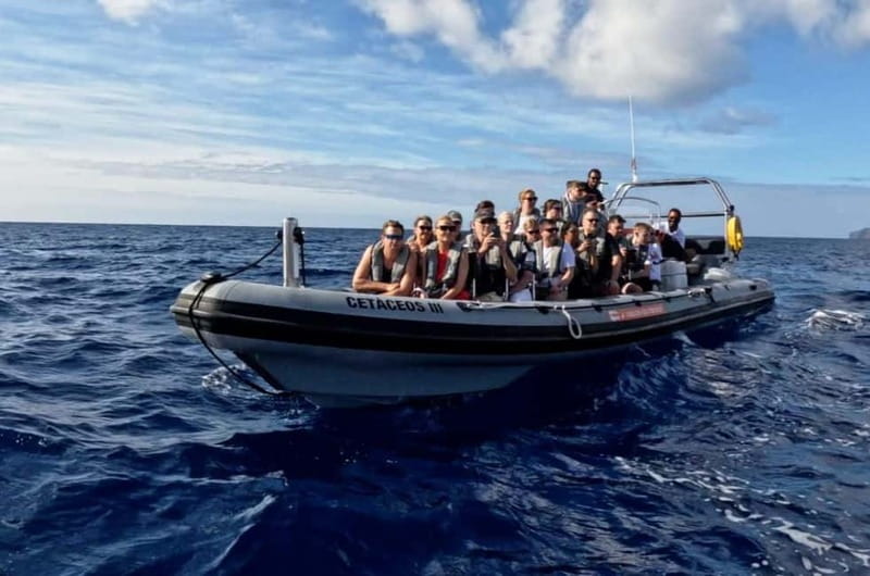 Funchal: Whale Watching and Swimming with Dolphins Cruise - What the marine biologist adds