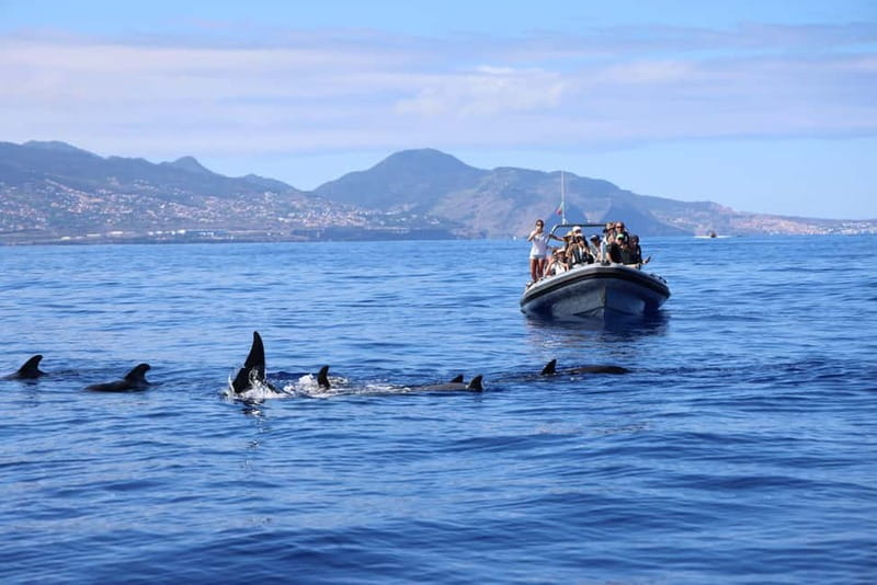 Funchal: Whale Watching and Swimming with Dolphins Cruise - The chance to swim with dolphins