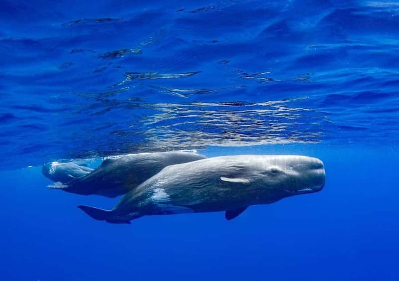 Funchal: Whale Watching and Swimming with Dolphins Cruise - What the return ride feels like