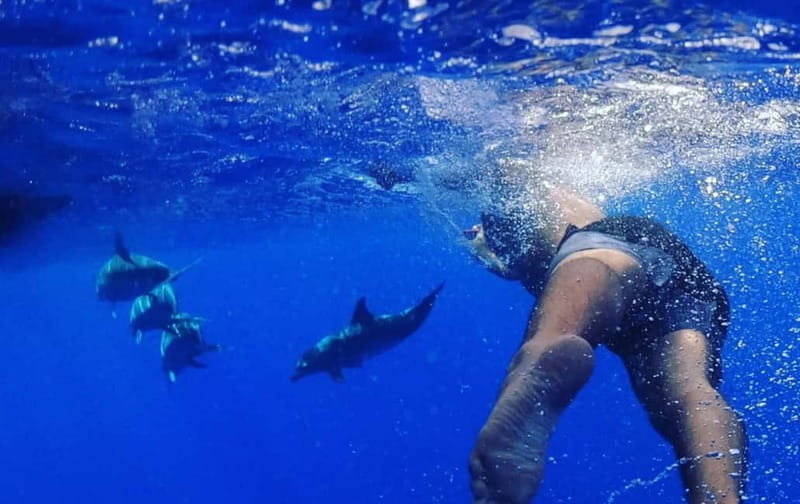 Funchal: Whale Watching and Swimming with Dolphins Cruise - Who will enjoy this cruise most?