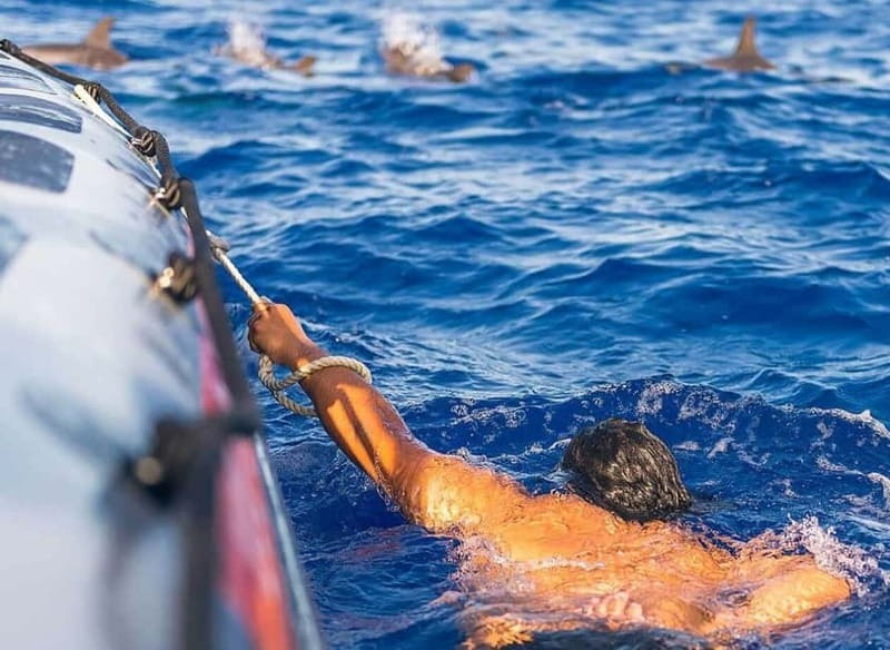 Funchal: Whale Watching and Swimming with Dolphins Cruise - A fast boat with three group sizes