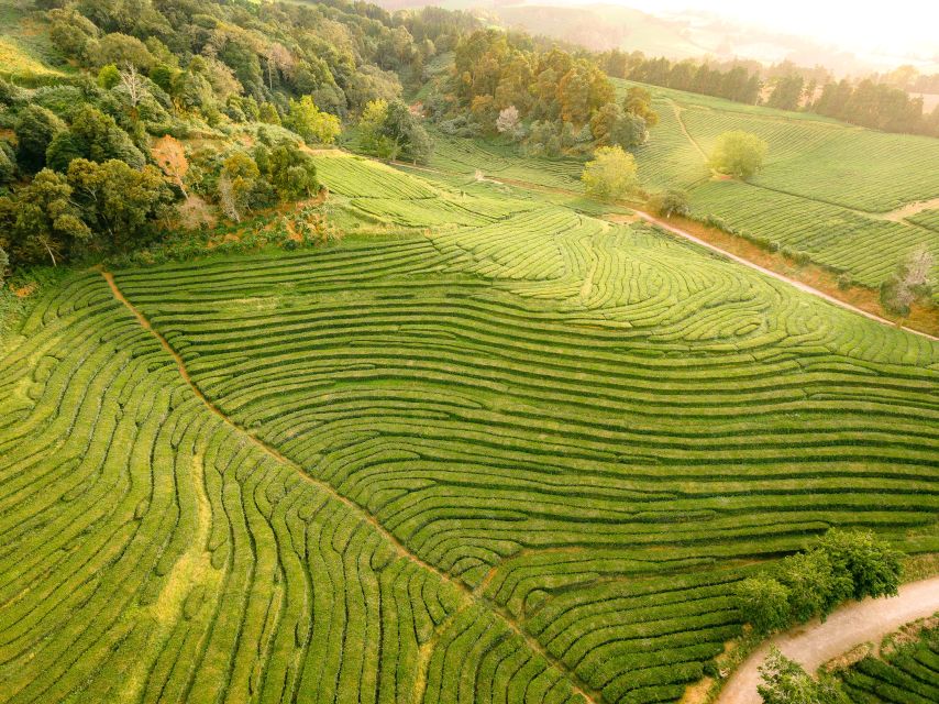 Furnas: Tea Plantations, Lake and Volcano Guided Tour - Furnas Caldeiras: steam rising from the ground