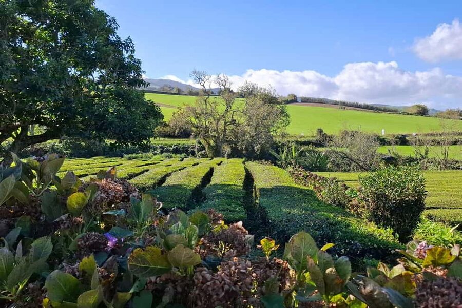 Furnas: Volcano Crater, Lake, Tea Plantation, and Waterfall - Why this eastern São Miguel route works