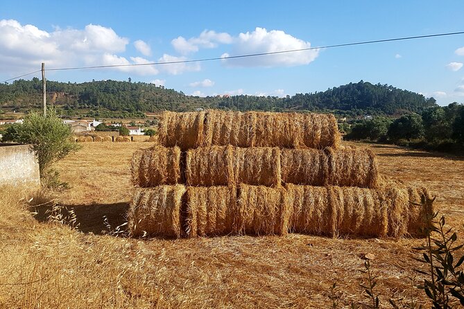 Half-Day Small-Group E-Bike Tour of Rural Algarve with Lunch - What the $571 price means