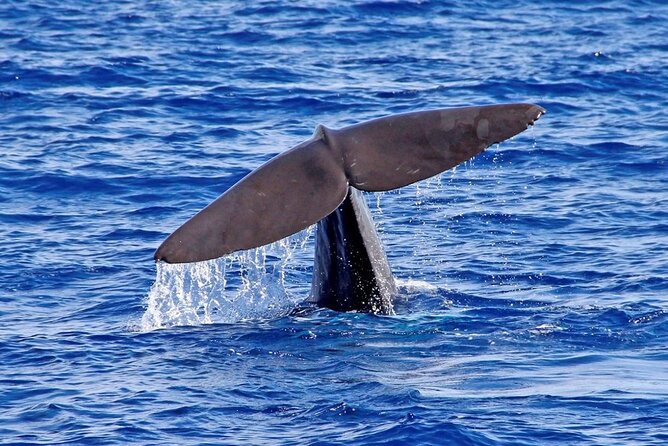 Hop-on Hop-off Bus Tour and Catamaran Whale & Dolphin Watching - The catamaran cruise along Madeira’s coast