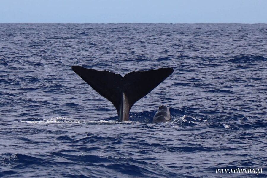 Horta: University Startup Whale and Dolphin RIB Boat Trip - Key points to know before booking