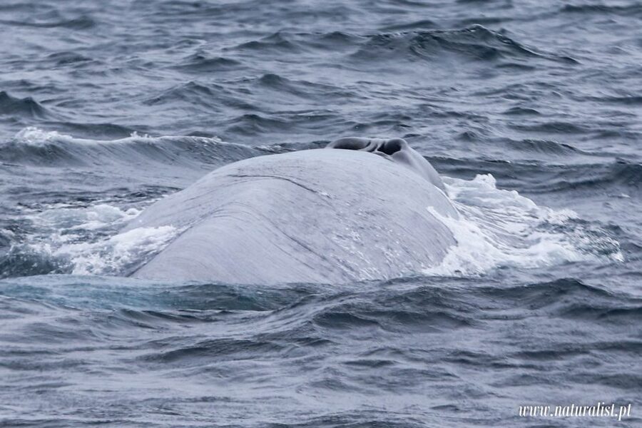 Horta: University Startup Whale and Dolphin RIB Boat Trip - Who should book, and who should skip it