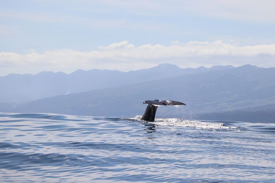 Horta: University Startup Whale and Dolphin RIB Boat Trip - Why this Horta whale-watching trip feels different