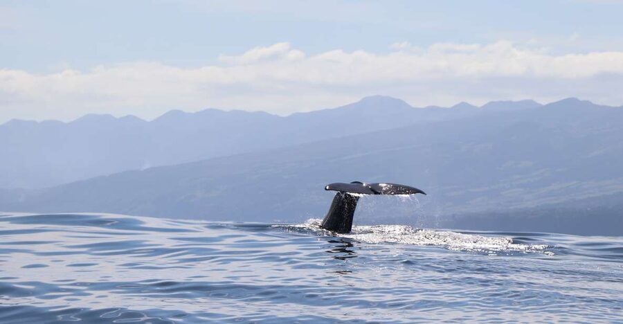 Horta: University Startup Whale and Dolphin RIB Boat Trip - The 16-person RIB and what the ride is like
