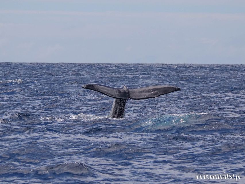 Horta: University Startup Whale and Dolphin RIB Boat Trip - The briefing turns sightings into understanding