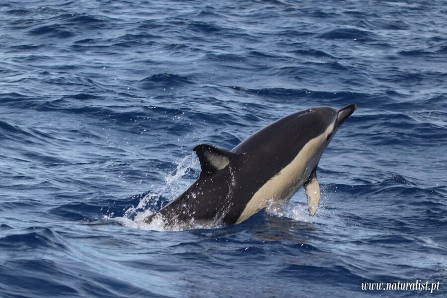 Horta: University Startup Whale and Dolphin RIB Boat Trip - Searching for whales, dolphins, and smaller sea life