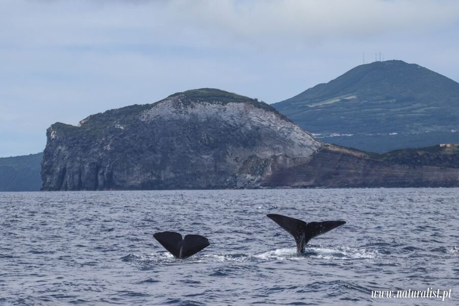 Horta: University Startup Whale and Dolphin RIB Boat Trip - Land spotters and respectful whale watching