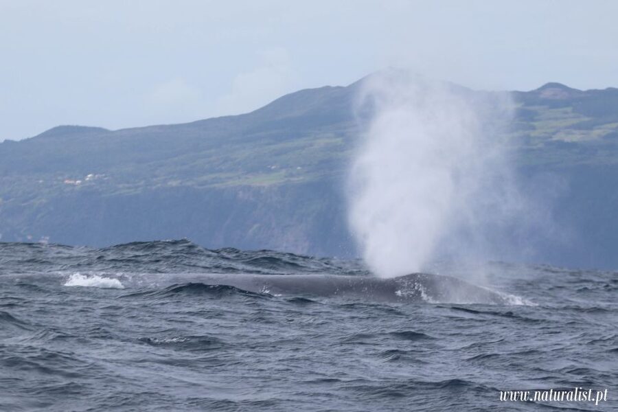 Horta: University Startup Whale and Dolphin RIB Boat Trip - What you may actually see in different seasons