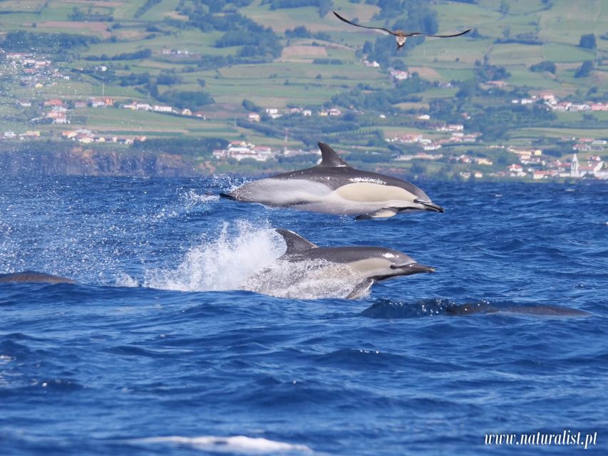 Horta: University Startup Whale and Dolphin RIB Boat Trip - How the $101 price holds up