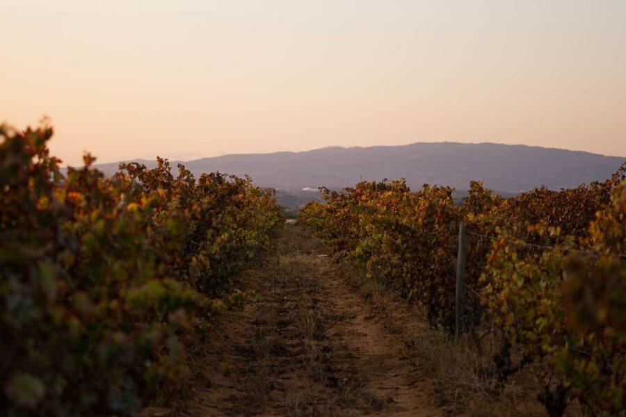 Lagoa: 2.5-Hour Vineyard Dinner with Winetasting - Dinner under the olive tree or inside the old press