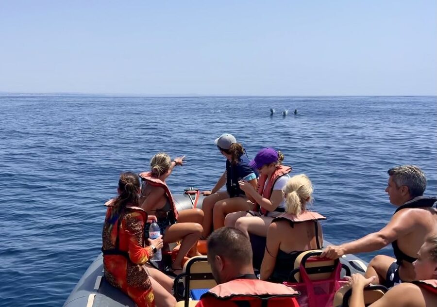Lagoa: Dolphin Watching & Benagil Tour with Biologist Guide - Key points to know before you book