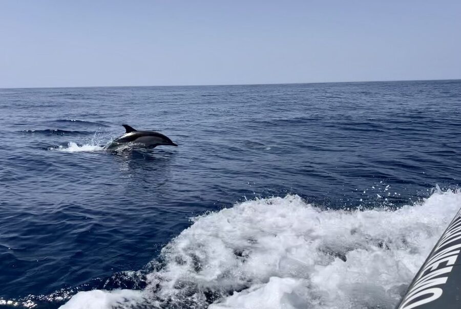 Lagoa: Dolphin Watching & Benagil Tour with Biologist Guide - A three-hour Algarve outing with two very different moods