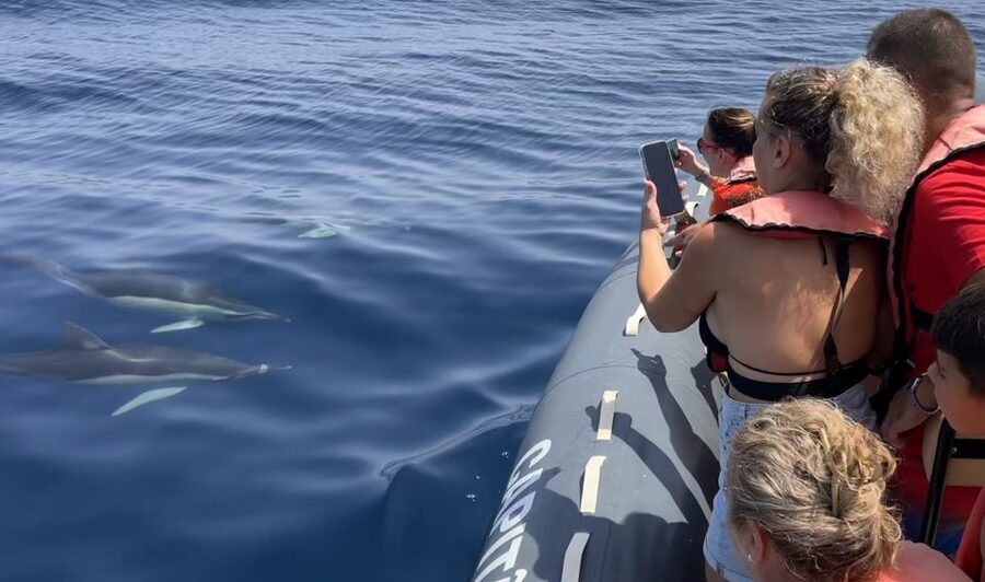 Lagoa: Dolphin Watching & Benagil Tour with Biologist Guide - Five minutes that matter: the safety briefing
