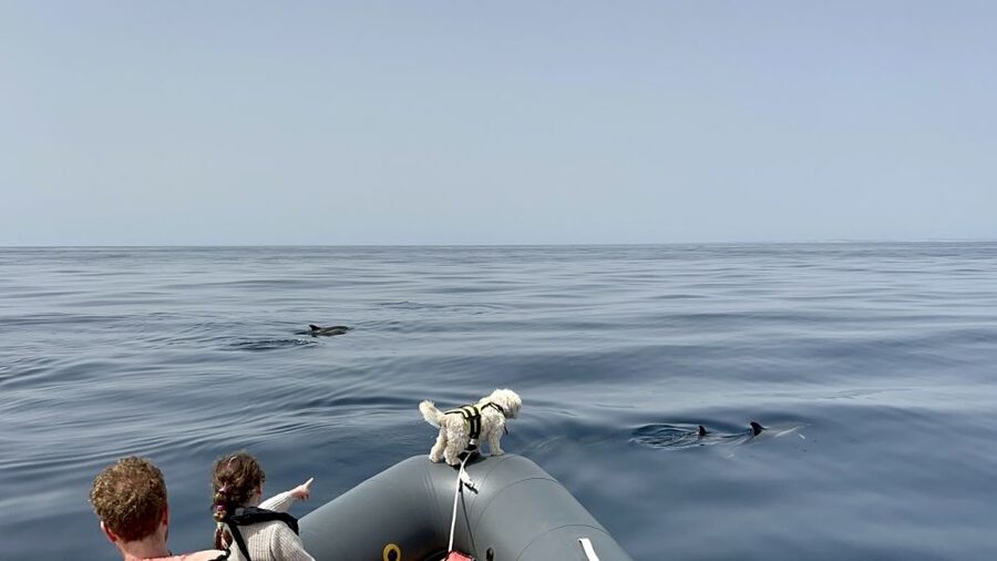 Lagoa: Dolphin Watching & Benagil Tour with Biologist Guide - Benagil Cave and the Algarve’s carved cliffs