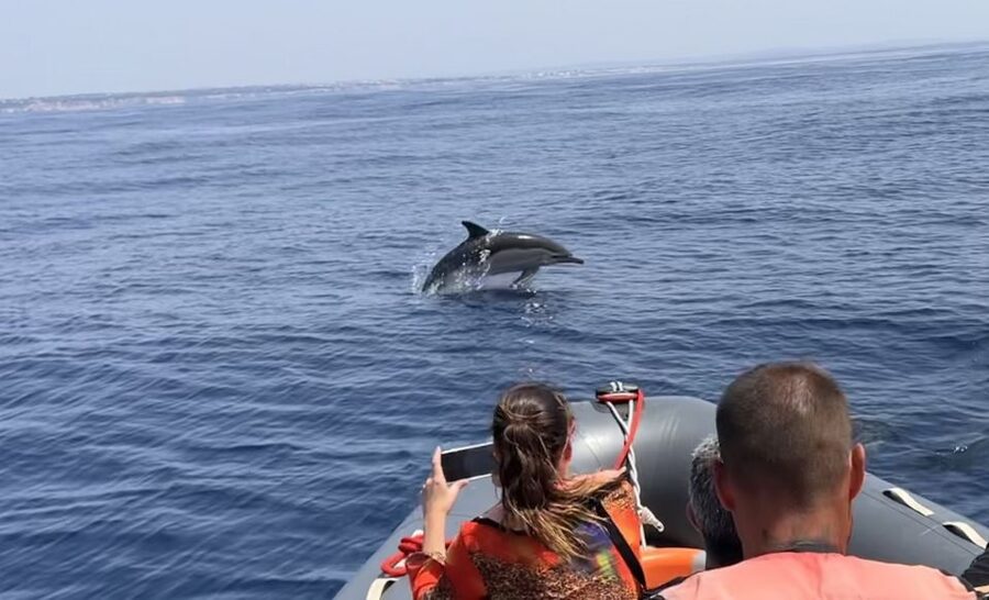 Lagoa: Dolphin Watching & Benagil Tour with Biologist Guide - Is $76 a fair price?
