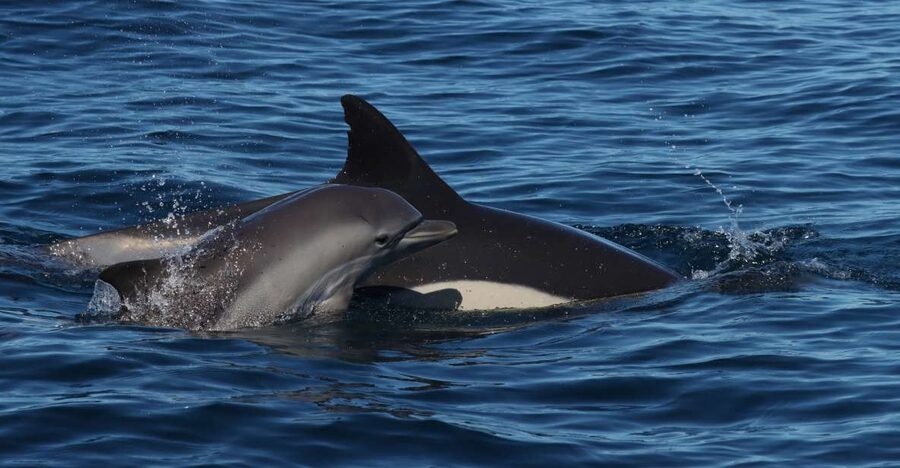 Lagoa: Dolphin Watching & Benagil Tour with Biologist Guide - Meeting the crew at Capitão Nemo Algarve