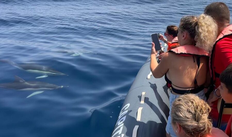 Lagoa: Dolphins Expedition with biologist guide on board - Key points at a glance