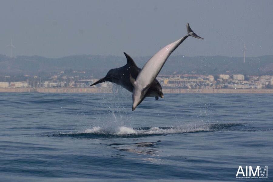 Lagoa: Dolphins Expedition with biologist guide on board - Common dolphins and bottlenose dolphins