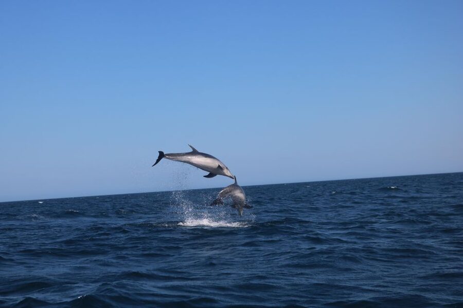 Lagoa: Dolphins Expedition with biologist guide on board - Is $82 a fair price?