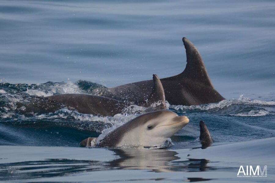 Lagoa: Dolphins Expedition with biologist guide on board - The best and hardest parts of the itinerary