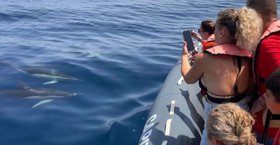 Lagoa: Dolphins Expedition with biologist guide on board - A rescue boat built for the open Atlantic