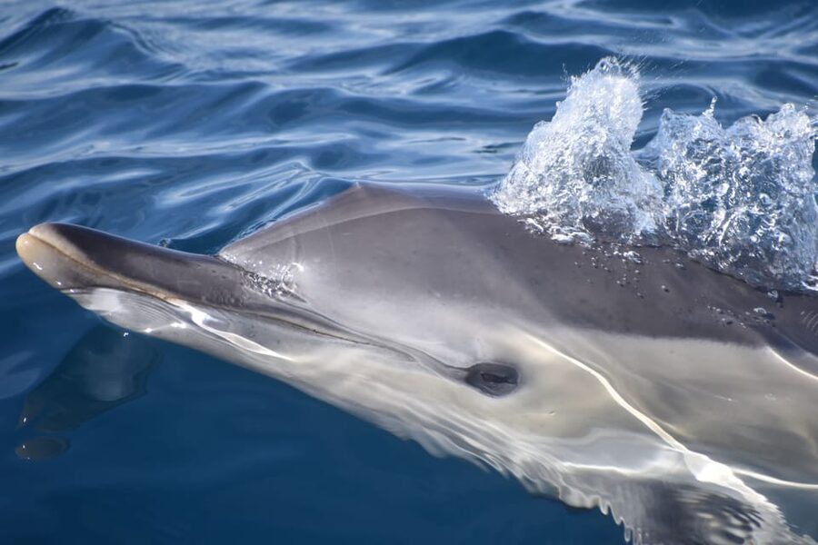 Lagos: Combo Dolphin and Benagil Tour with Marine Biologist - From Lagos Marina to the open Atlantic