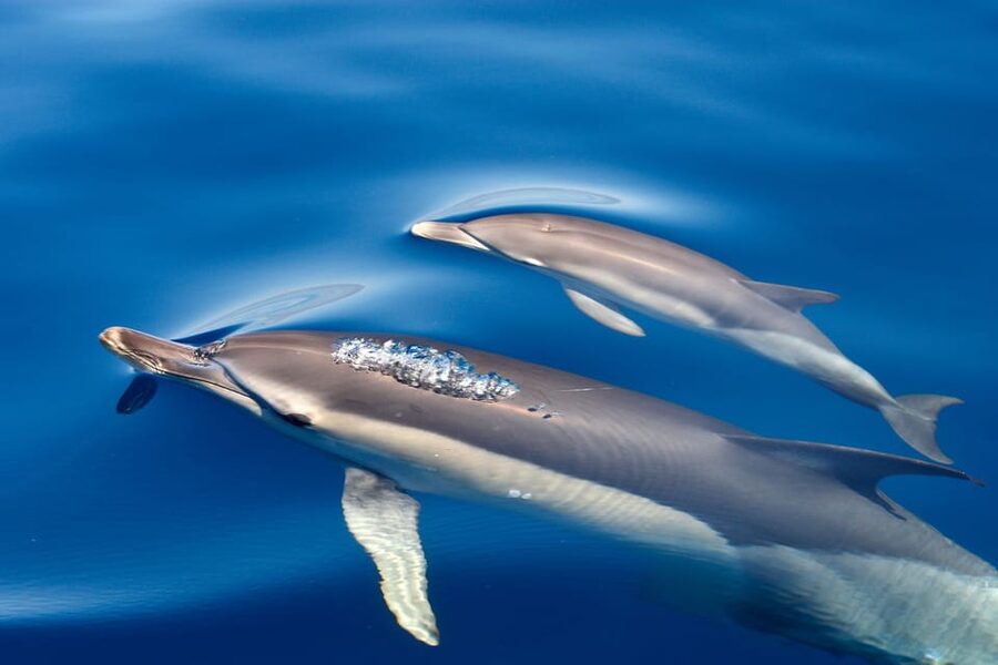 Lagos: Combo Dolphin and Benagil Tour with Marine Biologist - Cruising the Algarve cliffs toward Benagil