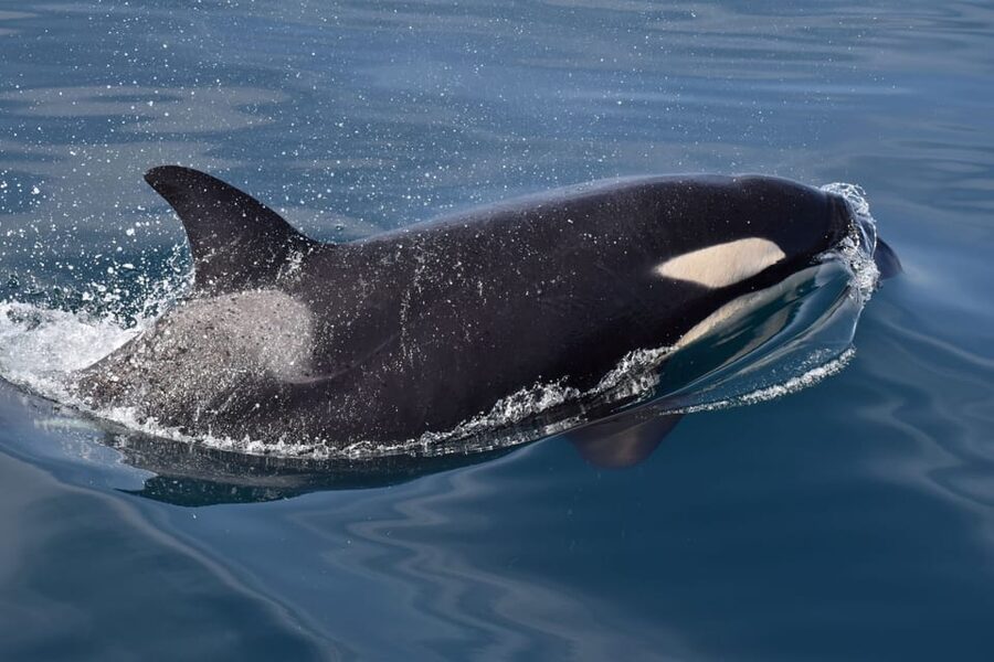 Lagos: Combo Dolphin and Benagil Tour with Marine Biologist - Is $63 a fair price?